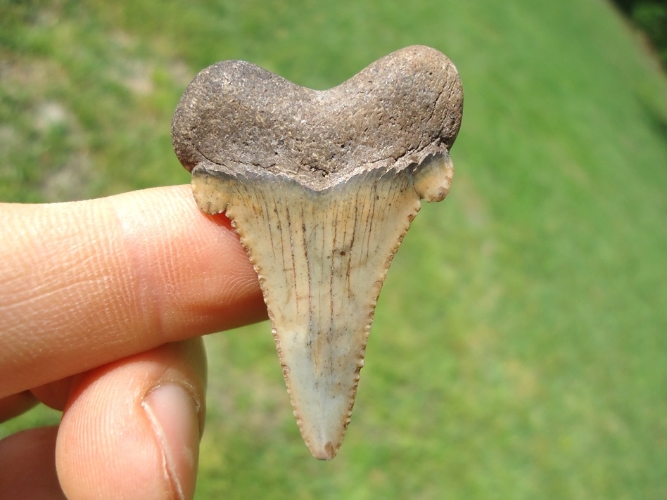 Large image 1 Sweet Little Suwannee River Auriculatus Shark Tooth