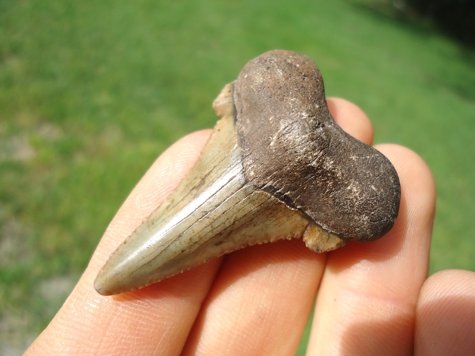 Large image 2 Sweet Little Suwannee River Auriculatus Shark Tooth