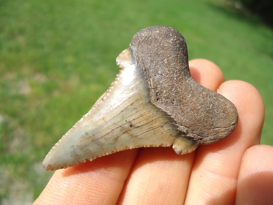 Large image 3 Sweet Little Suwannee River Auriculatus Shark Tooth