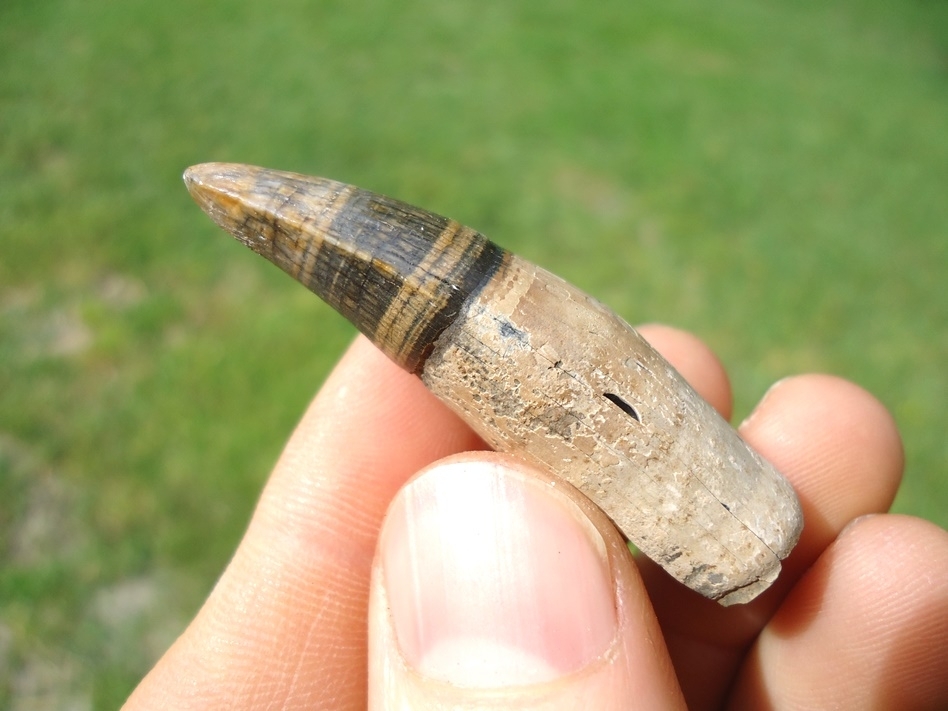 Large image 1 Attractive Rooted Alligator Tooth with Banded Enamel
