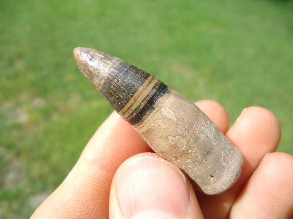Large image 2 Attractive Rooted Alligator Tooth with Banded Enamel