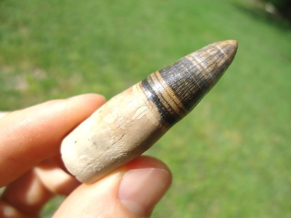 Large image 3 Attractive Rooted Alligator Tooth with Banded Enamel