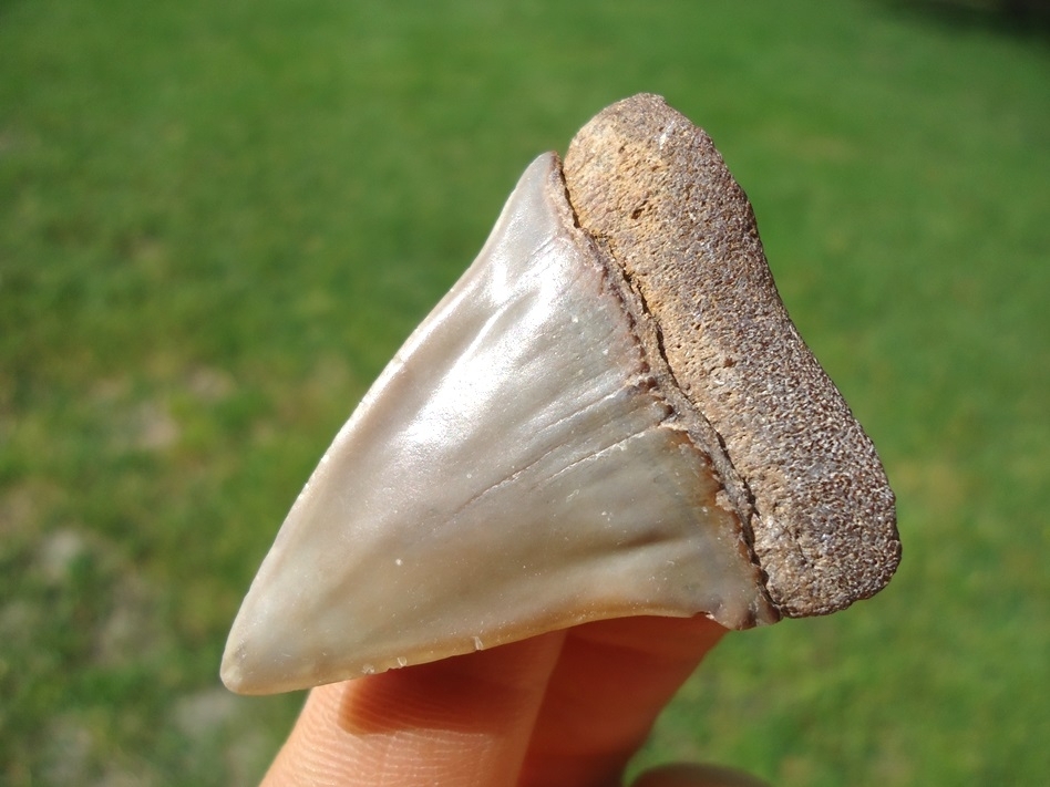 Large image 1 Very Nice Hastalis Shark Tooth