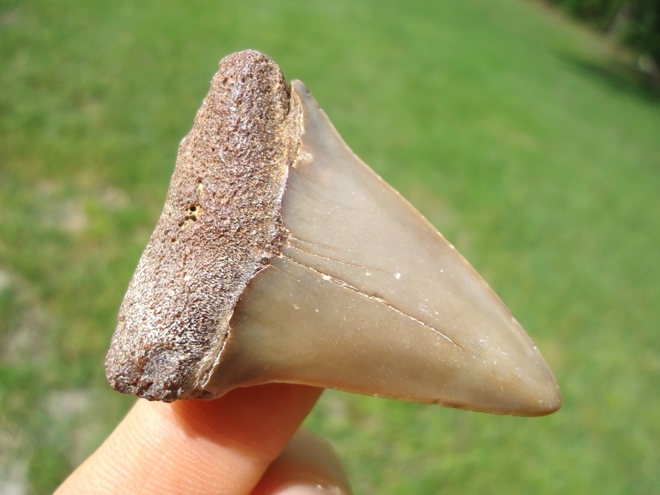 Large image 2 Very Nice Hastalis Shark Tooth