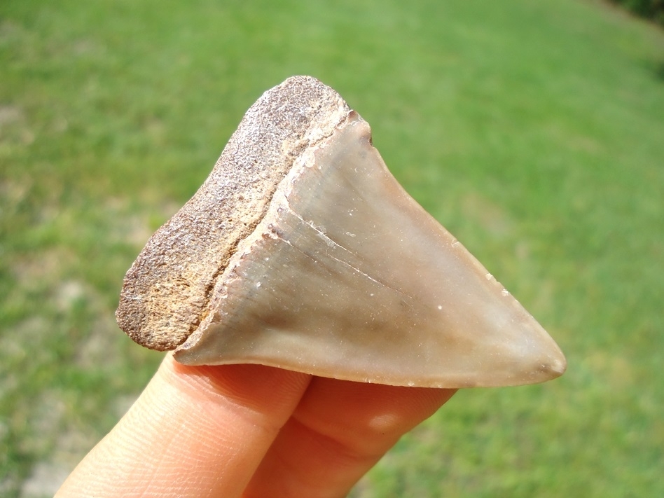 Large image 3 Very Nice Hastalis Shark Tooth