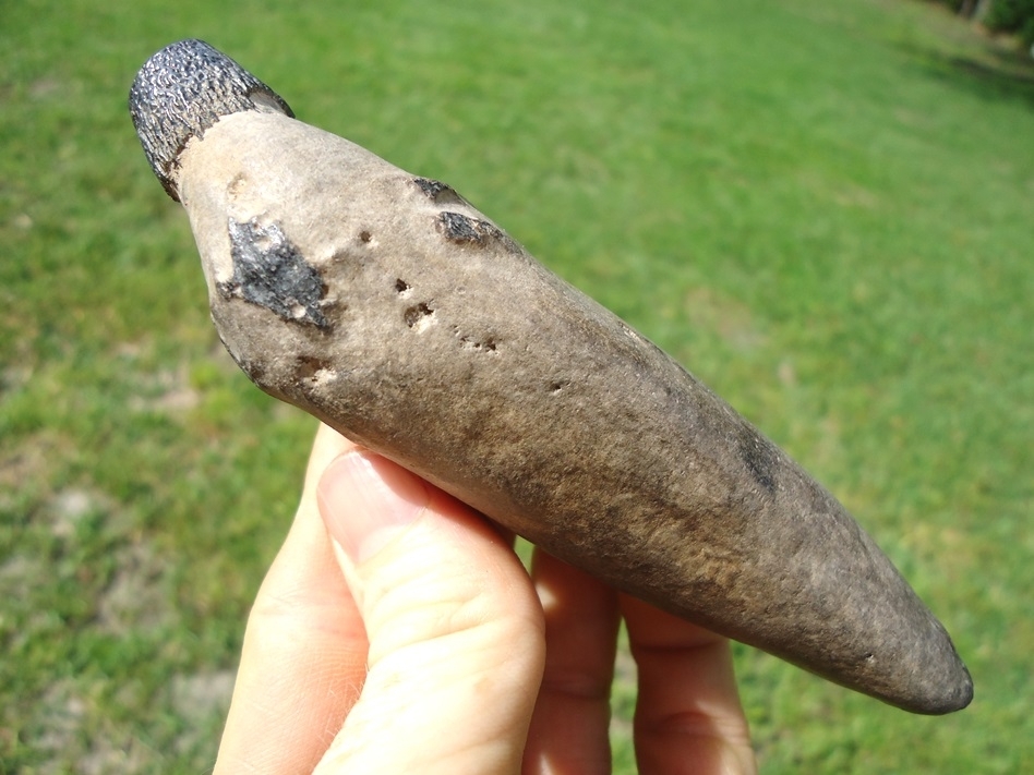 Large image 1 Exceptional Sperm Whale Tooth