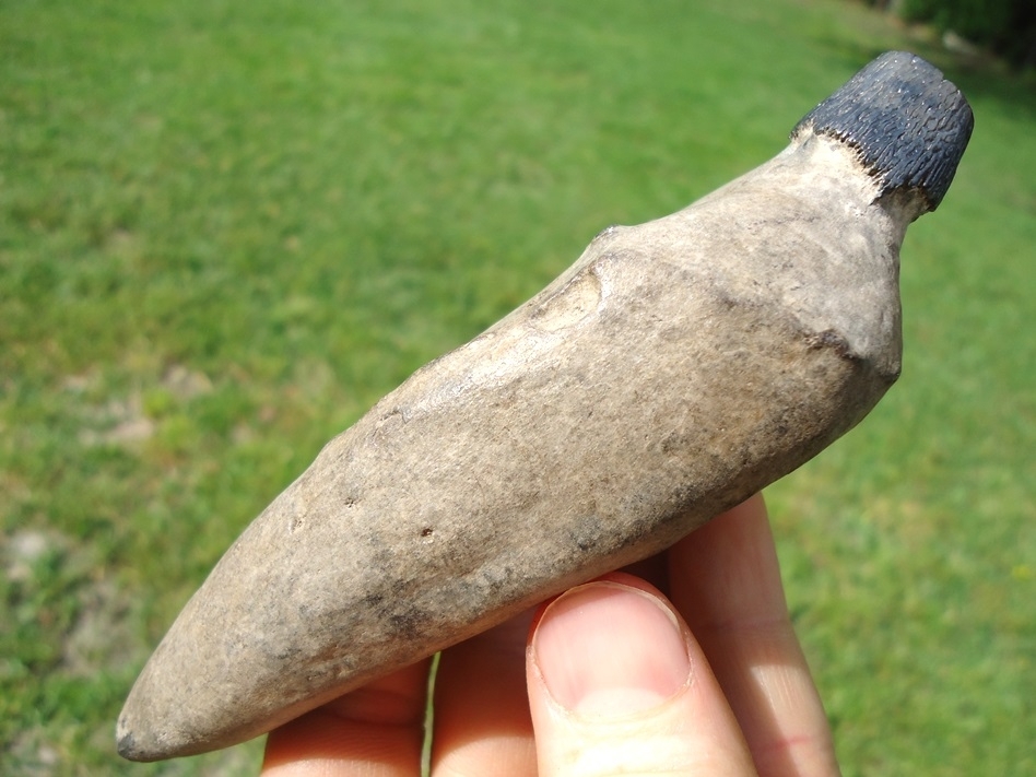 Large image 2 Exceptional Sperm Whale Tooth