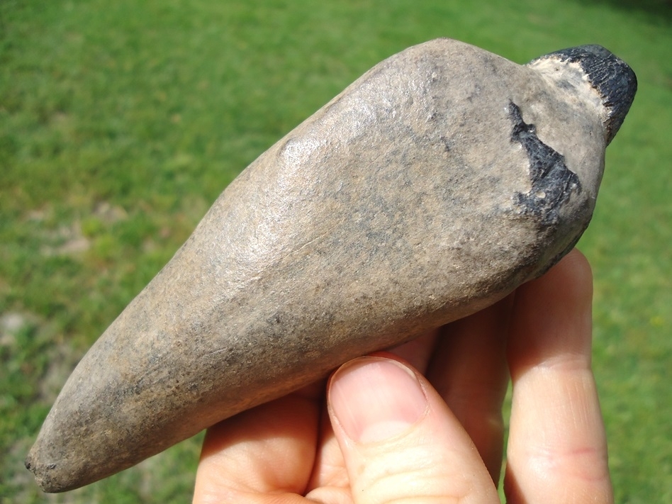 Large image 3 Exceptional Sperm Whale Tooth