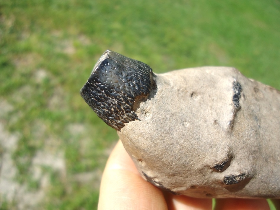 Large image 5 Exceptional Sperm Whale Tooth