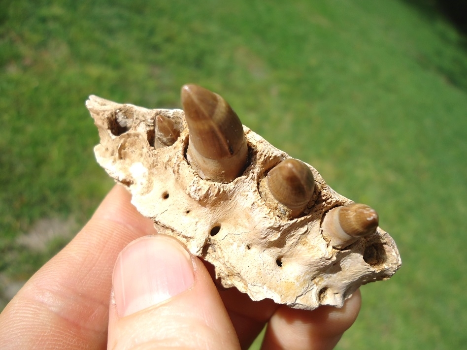 Large image 2 Very Rare Miocene Alligator Maxilla with Four Teeth