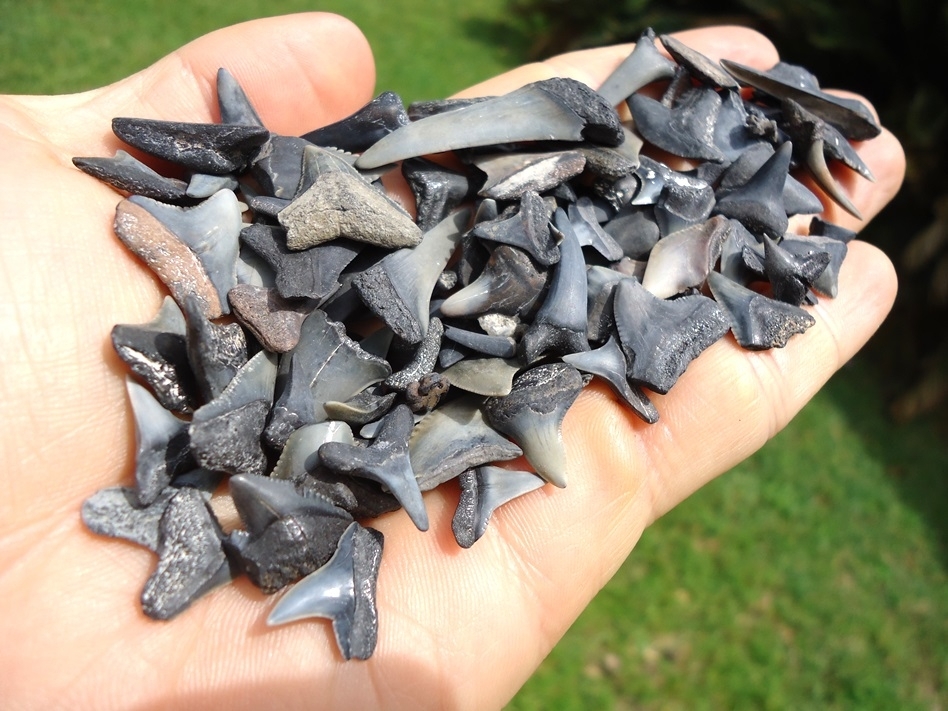 Large image 1 Handful of Florida Fossil Shark Teeth 1
