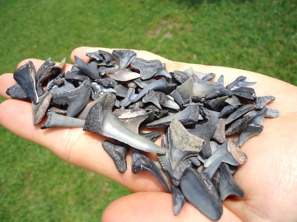 Large image 2 Handful of Florida Fossil Shark Teeth 1