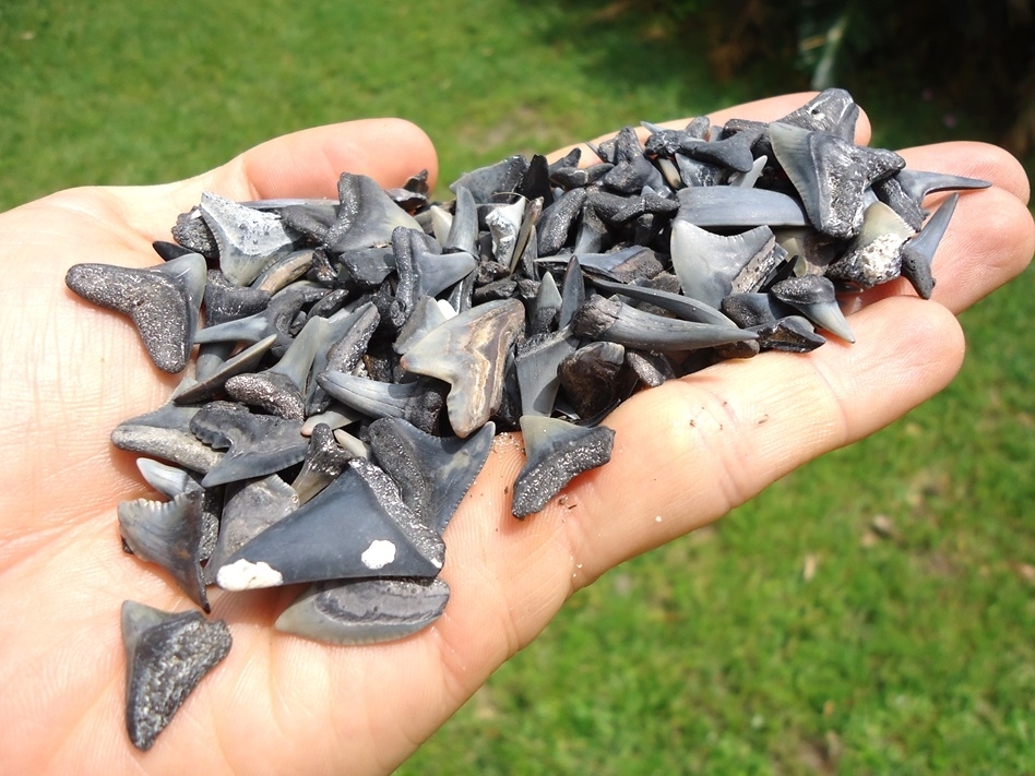 Large image 1 Handful of Florida Fossil Shark Teeth 2