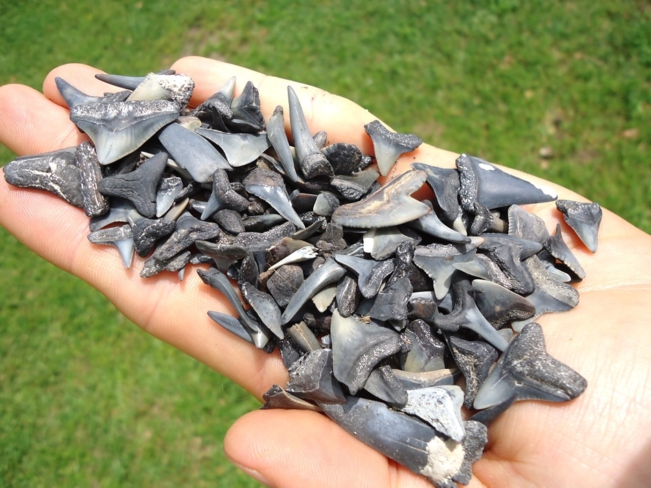 Large image 2 Handful of Florida Fossil Shark Teeth 2