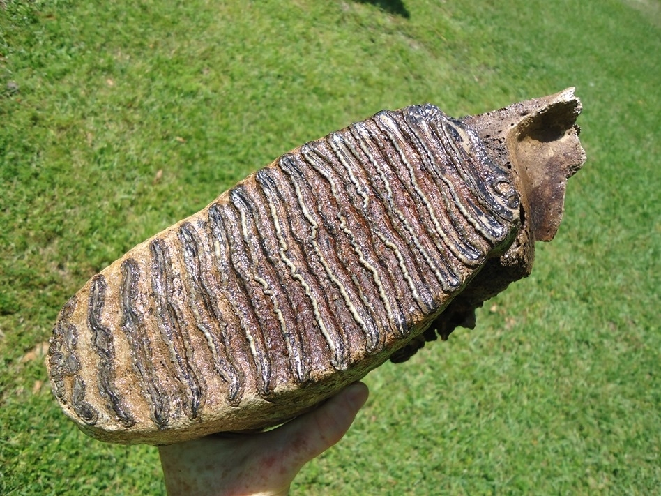 Large image 4 Museum Quality Mammoth Tooth