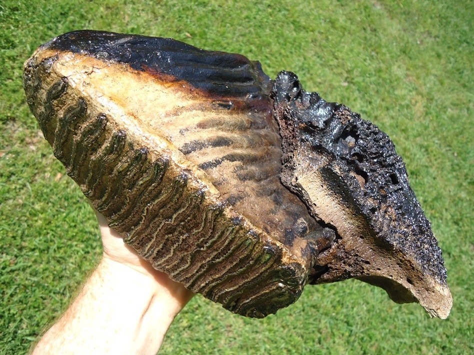 Large image 5 Museum Quality Mammoth Tooth