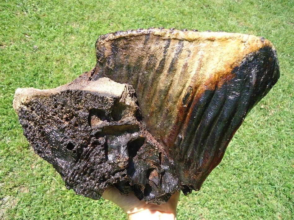 Large image 6 Museum Quality Mammoth Tooth