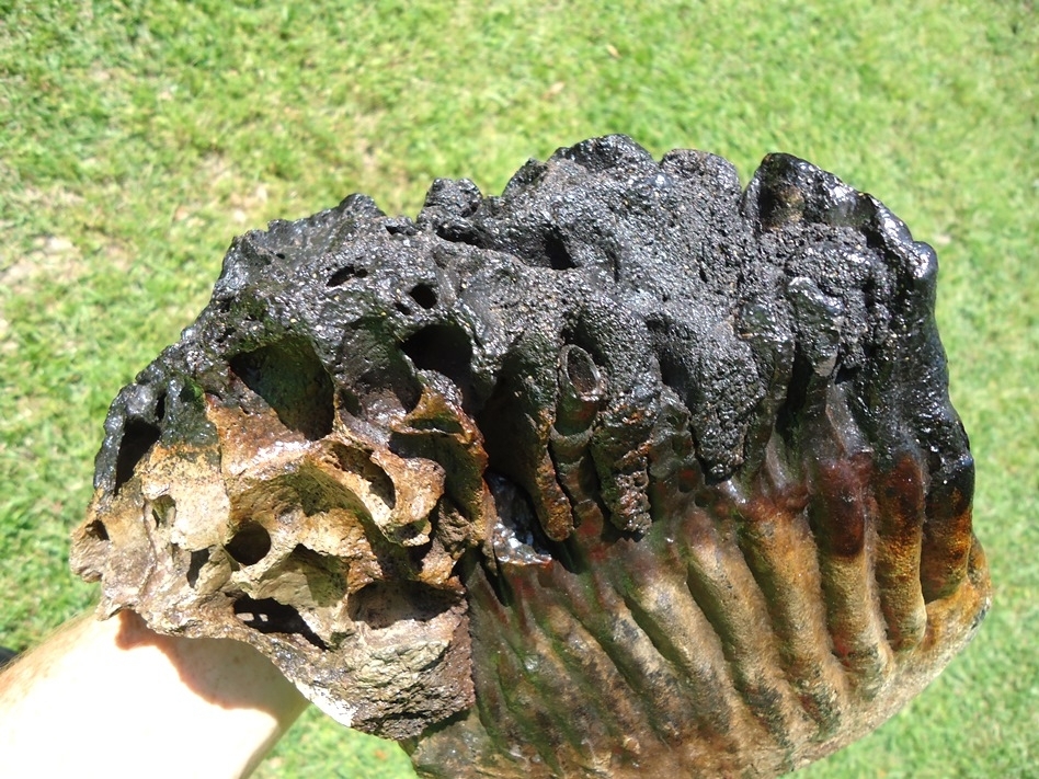 Large image 8 Museum Quality Mammoth Tooth