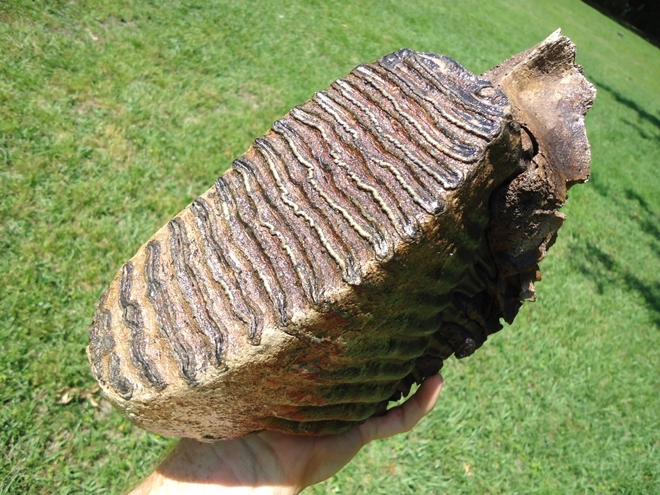 Large image 9 Museum Quality Mammoth Tooth