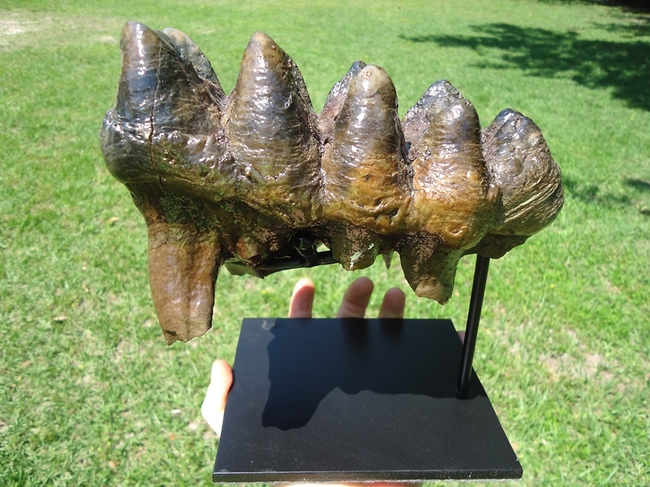 Large image 1 Exceptional Five Hump Mastodon Tooth
