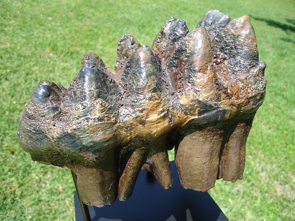 Large image 3 Exceptional Five Hump Mastodon Tooth