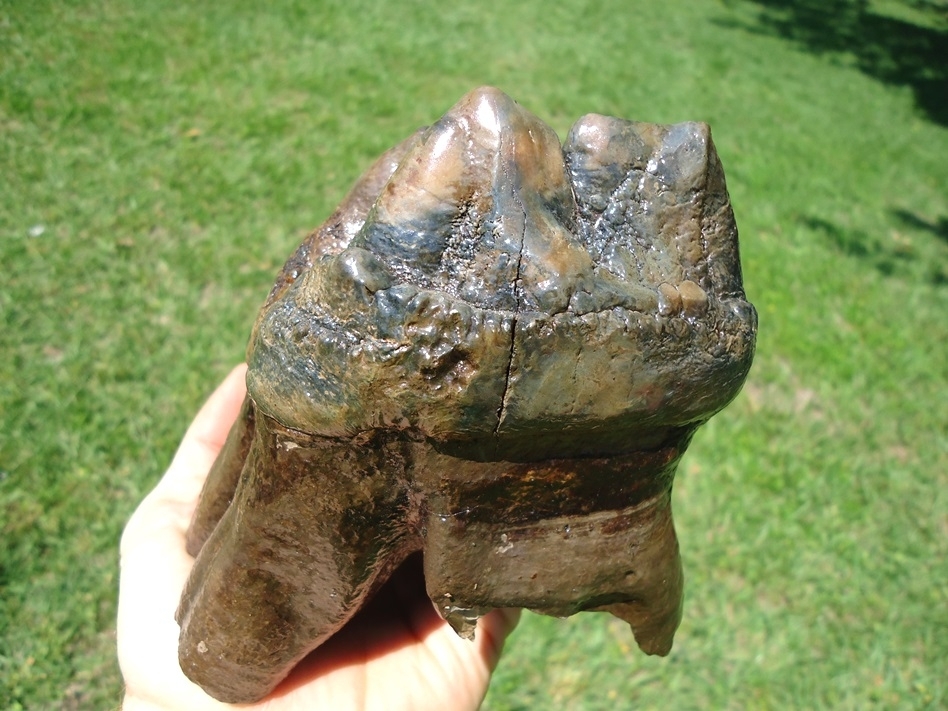 Large image 4 Exceptional Five Hump Mastodon Tooth
