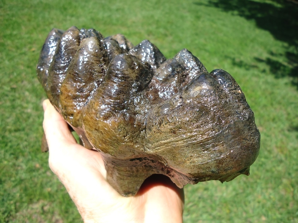Large image 5 Exceptional Five Hump Mastodon Tooth