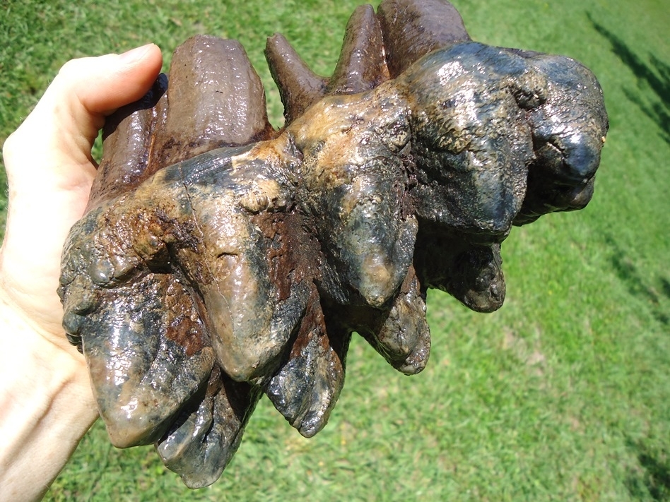 Large image 7 Exceptional Five Hump Mastodon Tooth