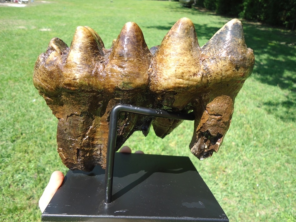 Large image 1 Colorful Rooted Five Hump Mastodon Tooth
