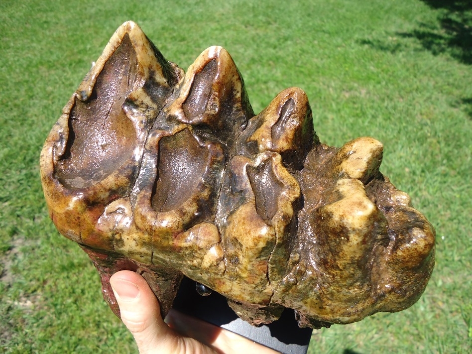 Large image 2 Colorful Rooted Five Hump Mastodon Tooth
