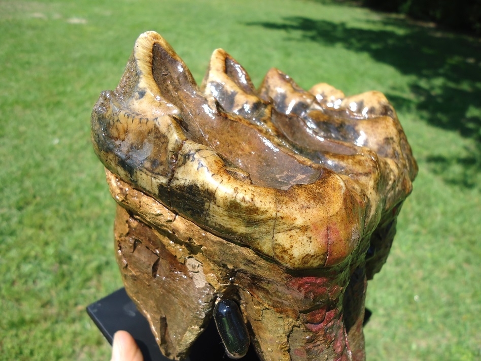Large image 3 Colorful Rooted Five Hump Mastodon Tooth