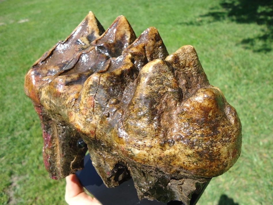Large image 4 Colorful Rooted Five Hump Mastodon Tooth
