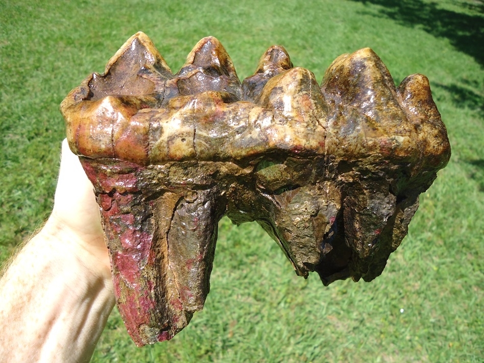 Large image 5 Colorful Rooted Five Hump Mastodon Tooth