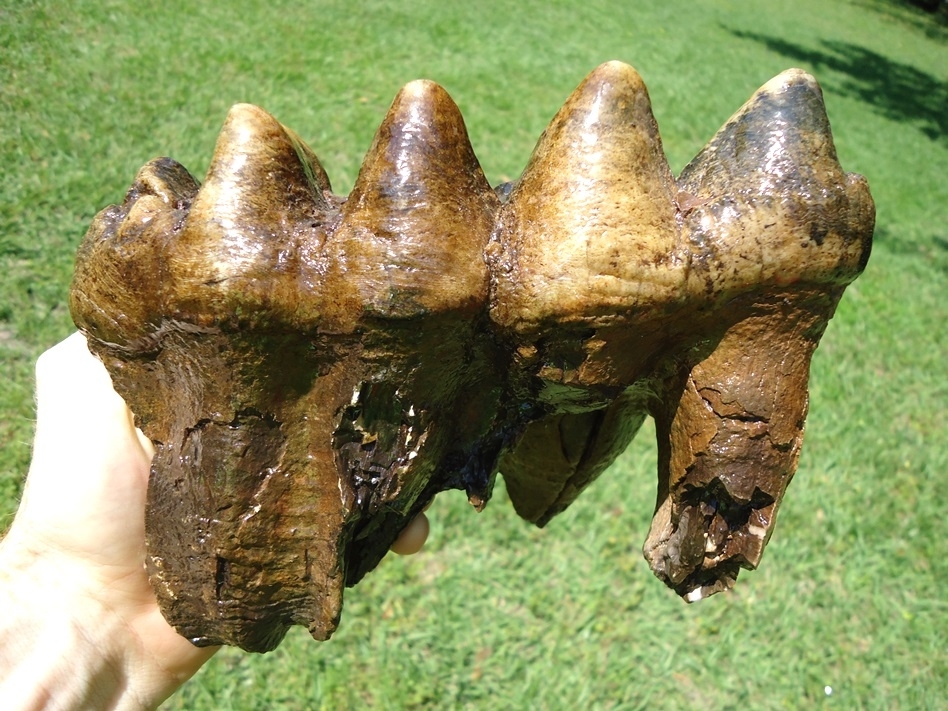 Large image 6 Colorful Rooted Five Hump Mastodon Tooth