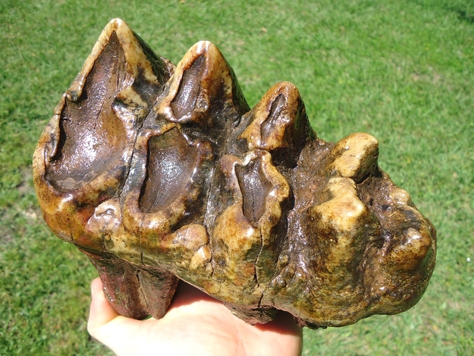 Large image 7 Colorful Rooted Five Hump Mastodon Tooth