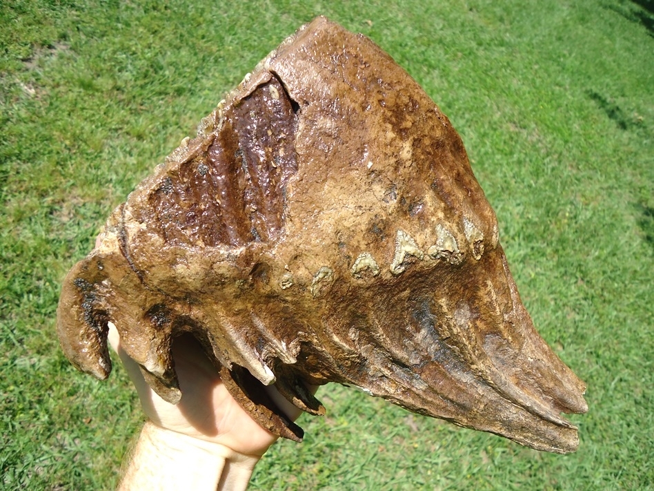 Large image 4 Unique Rooted Mammoth Tooth