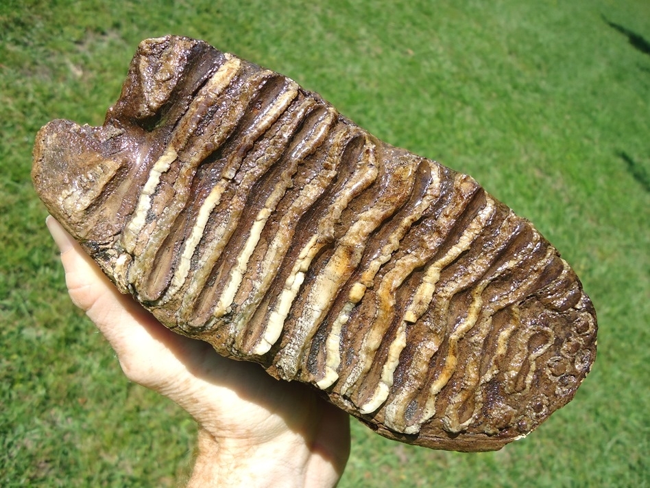Large image 5 Unique Rooted Mammoth Tooth