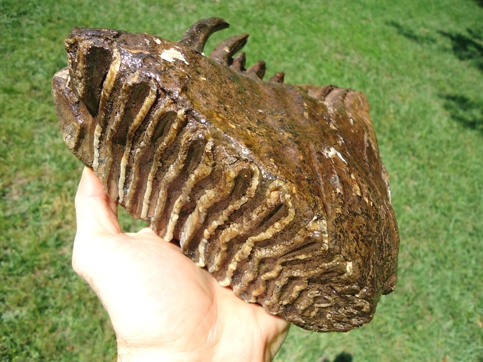 Large image 8 Unique Rooted Mammoth Tooth