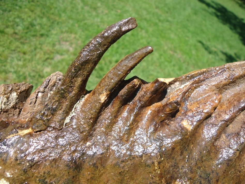 Large image 9 Unique Rooted Mammoth Tooth