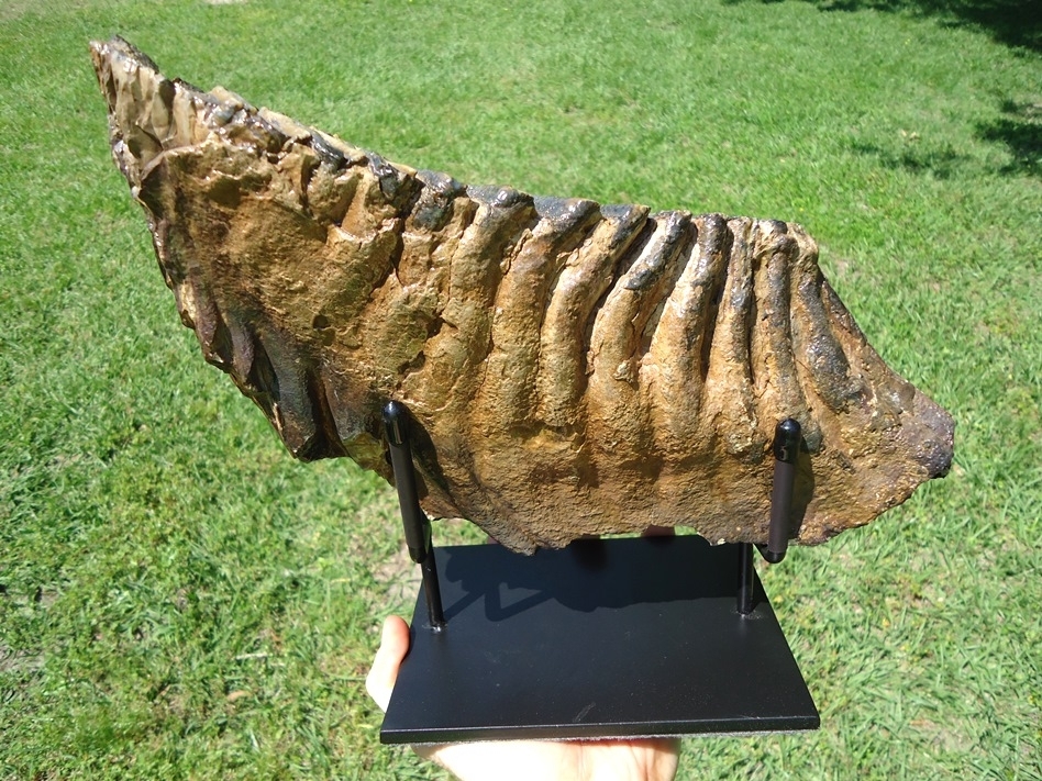 Large image 4 Excellent Mammoth Lower Molar