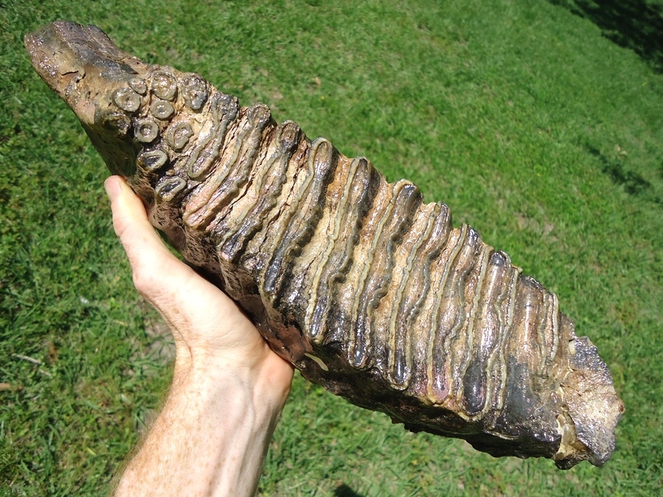Large image 7 Excellent Mammoth Lower Molar