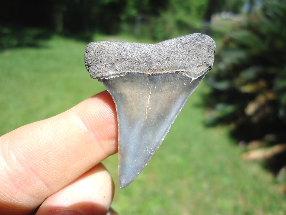 Large image 1 Choice Hastalis Shark Tooth