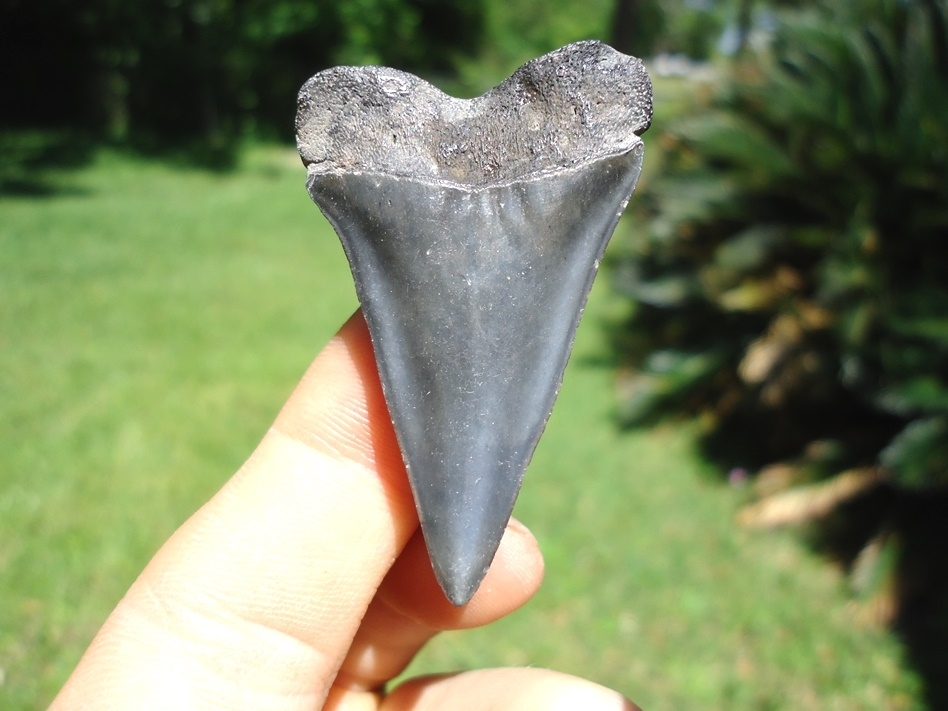 Large image 1 Quality Hastalis Shark Tooth