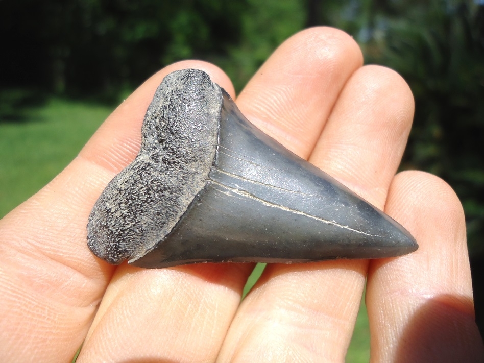 Large image 2 Quality Hastalis Shark Tooth