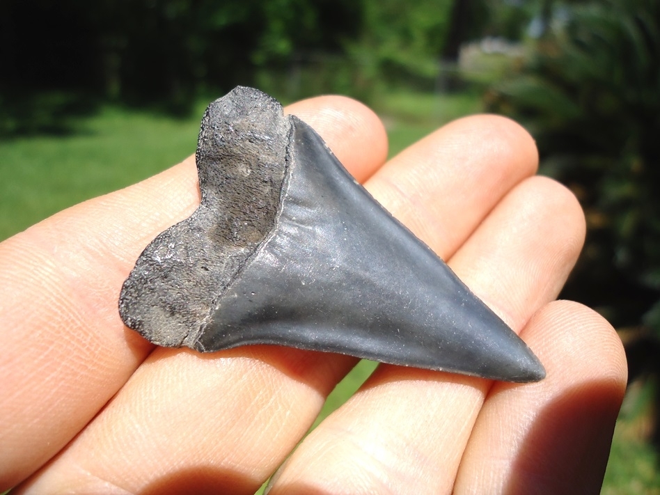 Large image 3 Quality Hastalis Shark Tooth