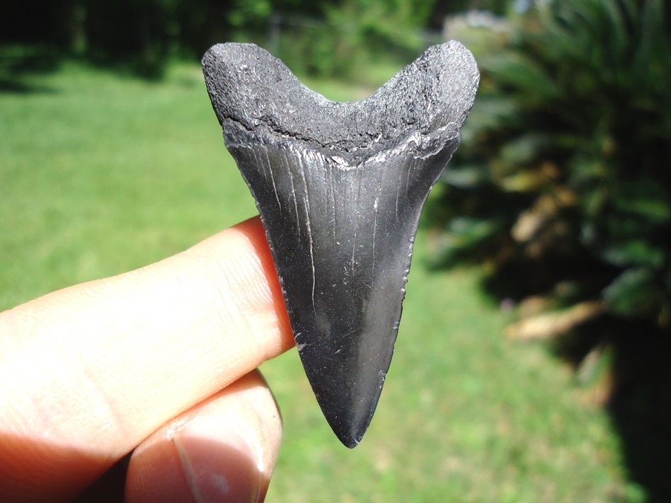 Large image 1 Sweet Lower Jaw Hastalis Shark Tooth