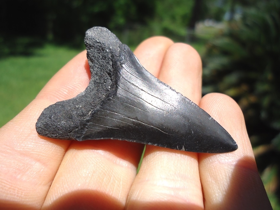 Large image 3 Sweet Lower Jaw Hastalis Shark Tooth