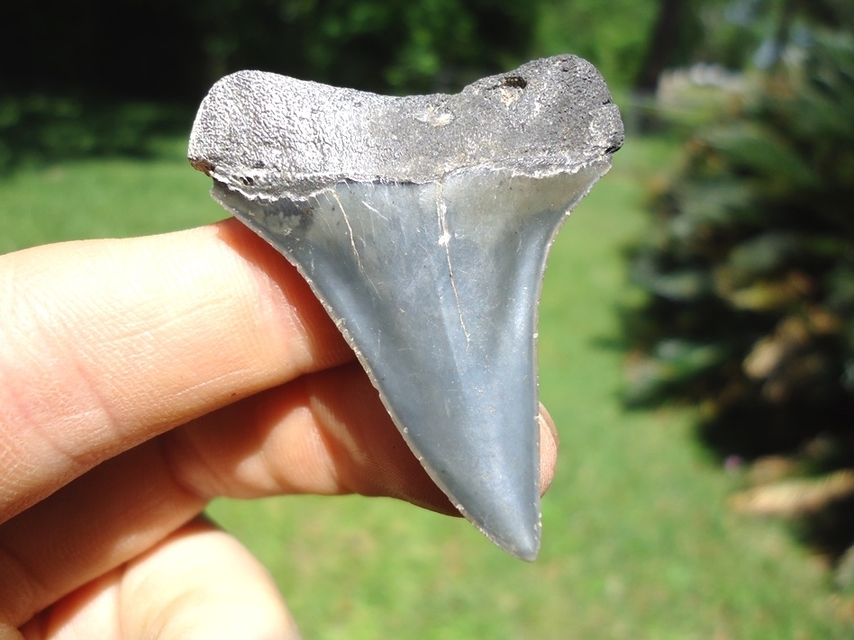 Large image 1 Sweet Wide Hastalis Shark Tooth