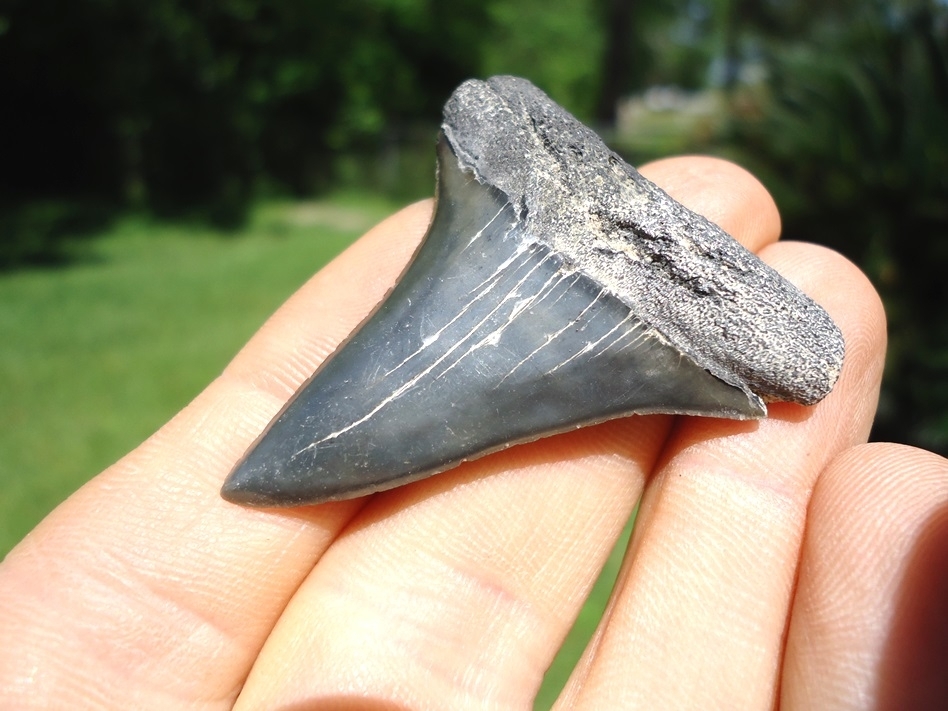 Large image 2 Sweet Wide Hastalis Shark Tooth