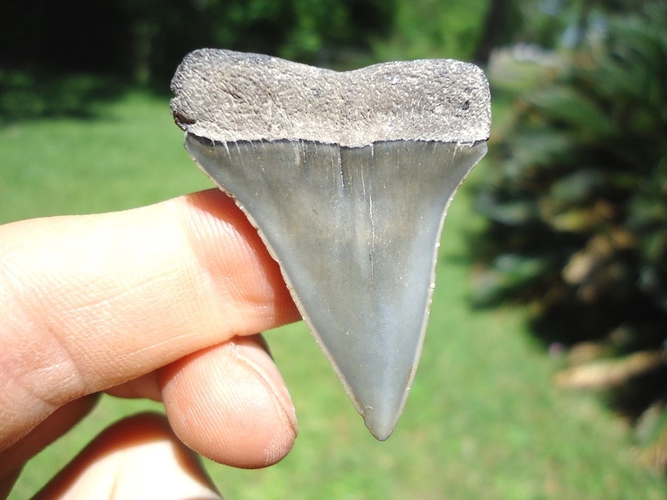 Large image 1 Fine Little Hastalis Shark Tooth